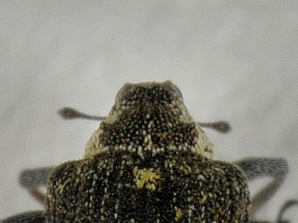Neophytobius granatus - Curculionidae